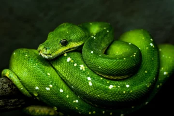 A literal python
